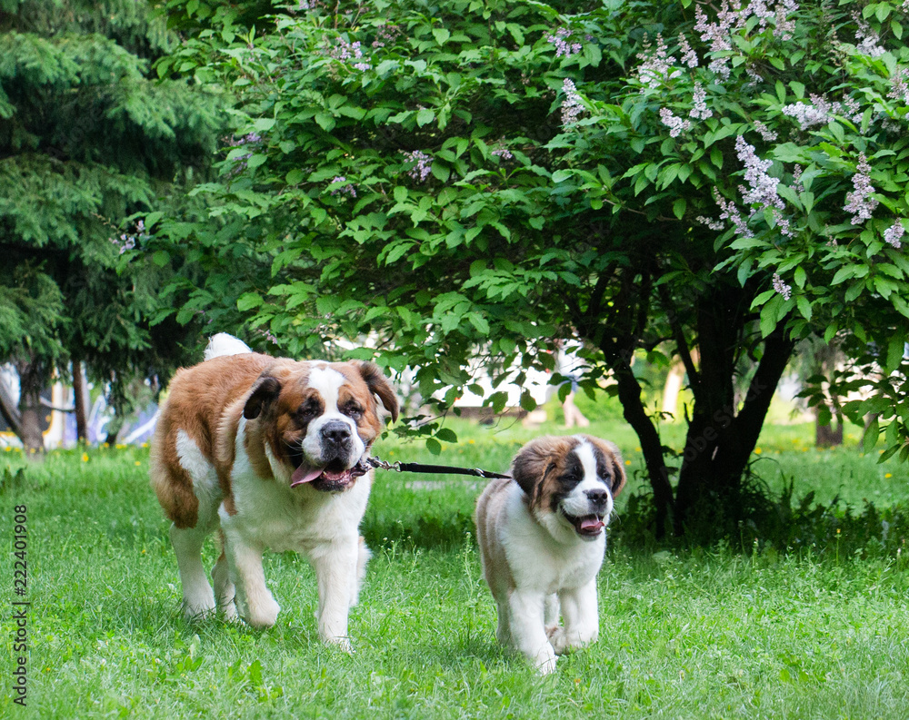 St. Bernard dog in the summer outdoors for a walk St. Bernard dog in the summer outdoors for a walk