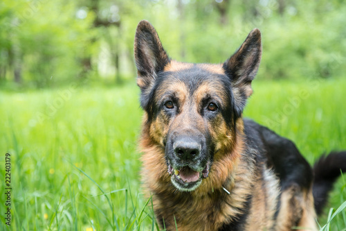 Dog German Shepherd on green grass in a summer day