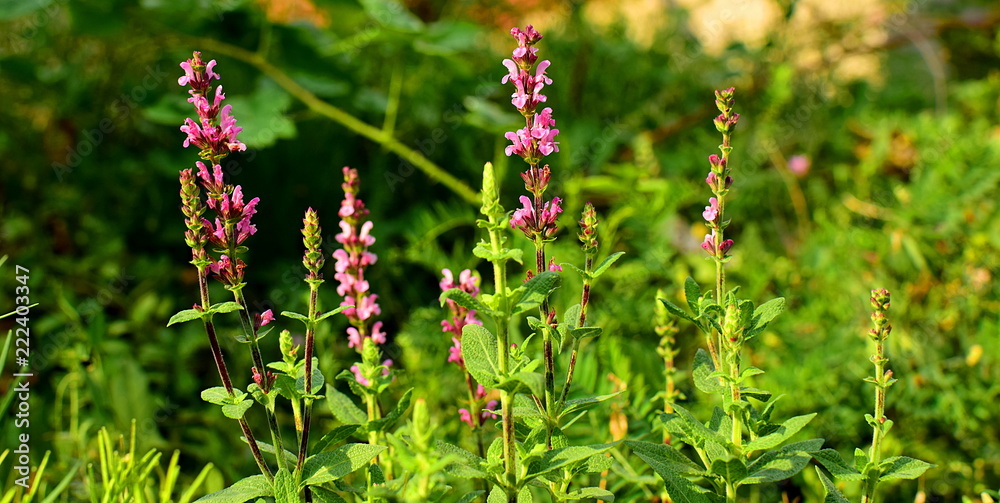 Pink Salvia 'Merlau Rose' Flowers in the sun Pink Salvia 'Merlau Rose' Flowers in the sun