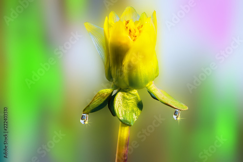 Fototapeta Naklejka Na Ścianę i Meble -  Undisclosed green Bud garden flower Dahlia with a large drop of rainwater on a gentle light background

