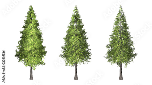 The collection of tree. red woods or christmas tree isolated on white background with clipping path.