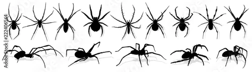 Obraz Sylwetka czarny pająk.