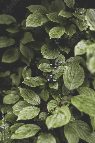 honeysuckle blue berry on a bush