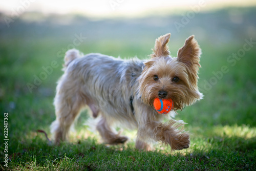 Yorkie Playing Fetch on a Grass Field photo