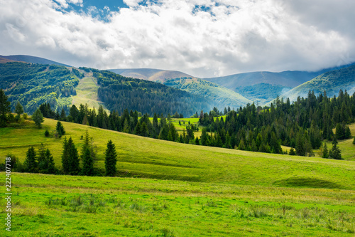 beautiful green valley with coniferous forest. wonderful landscape in mountains. huge cloud almost cover the sky. lovely early autumn scene © Pellinni