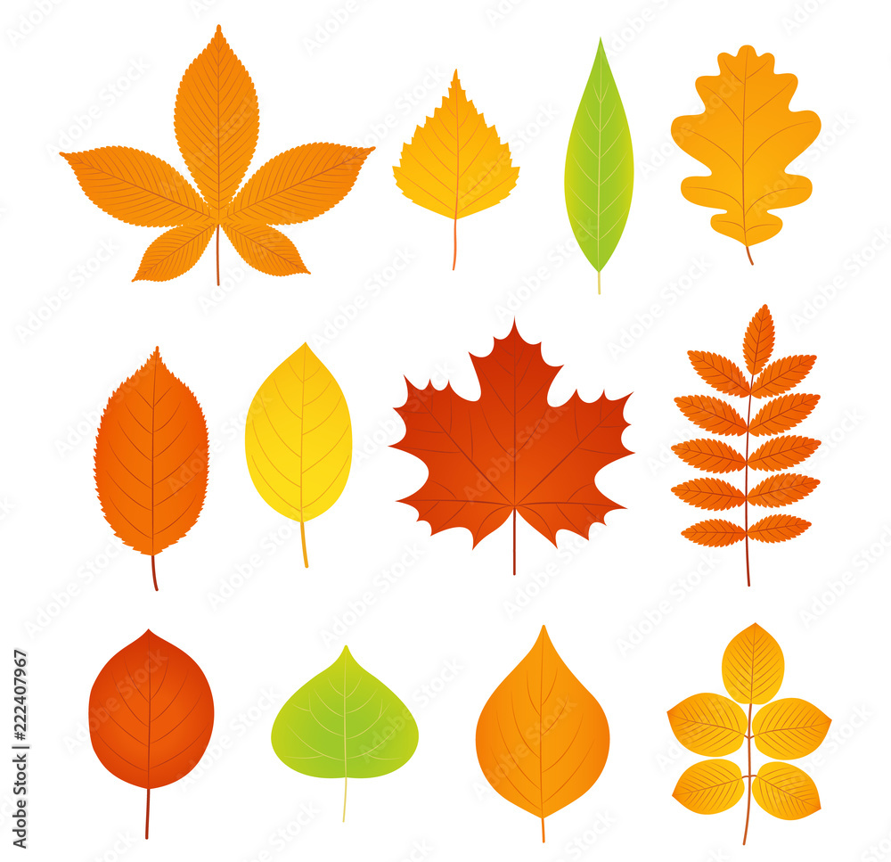 Autumn leaves. Vector. Fall leaf symbol. Set leaves from different kind of trees isolated on white background. Natural colorful cartoon flat style illustration. Autumn leaves. Vector. Fall leaf symbol. Set leaves from different kind of trees isolated on white background. Natural colorful cartoon flat style illustration.