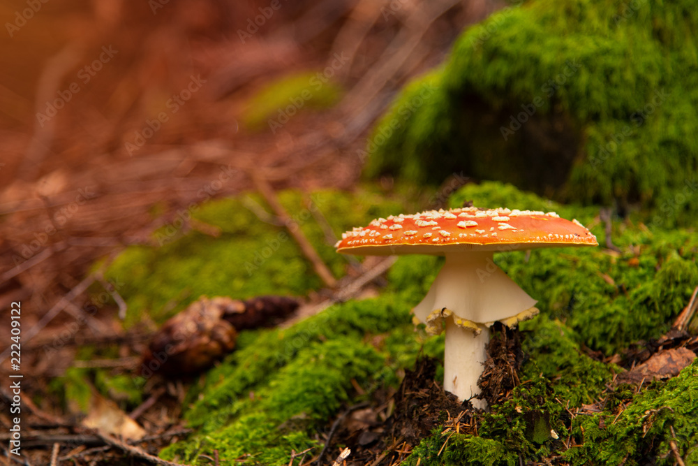Amanita Muscaria, poisonous mushroom in the forest Amanita Muscaria, poisonous mushroom in the forest