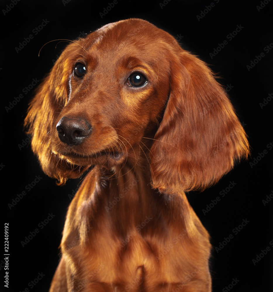 Setter Dog  Isolated  on Black Background in studio