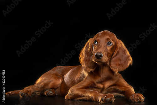 Obraz na płótnie Setter Dog Isolated on Black Background in studio