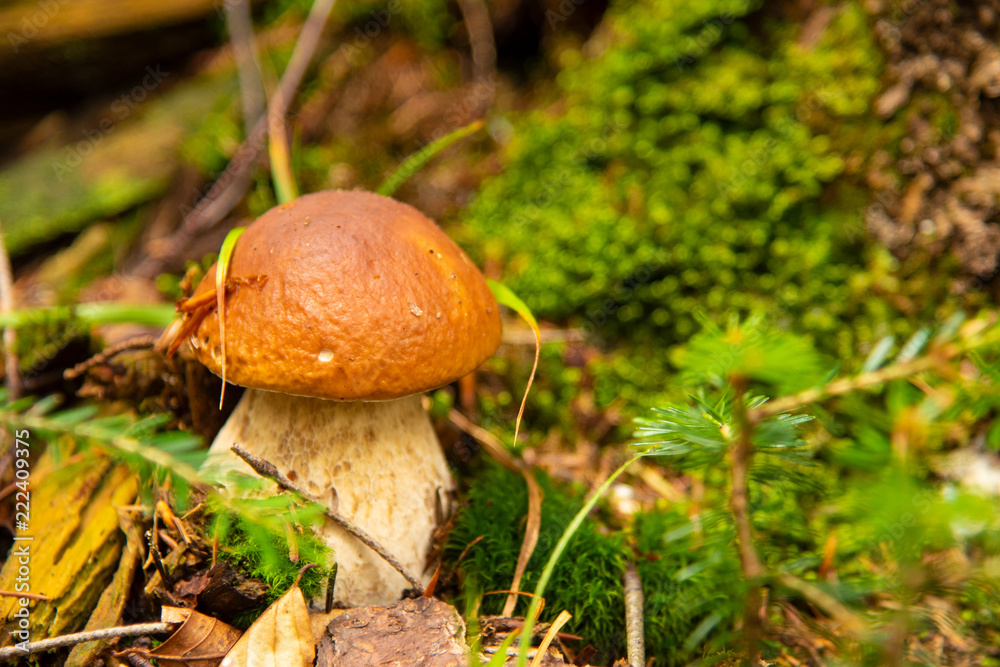 Boletus edulis edible mushroom in the forest Boletus edulis edible mushroom in the forest
