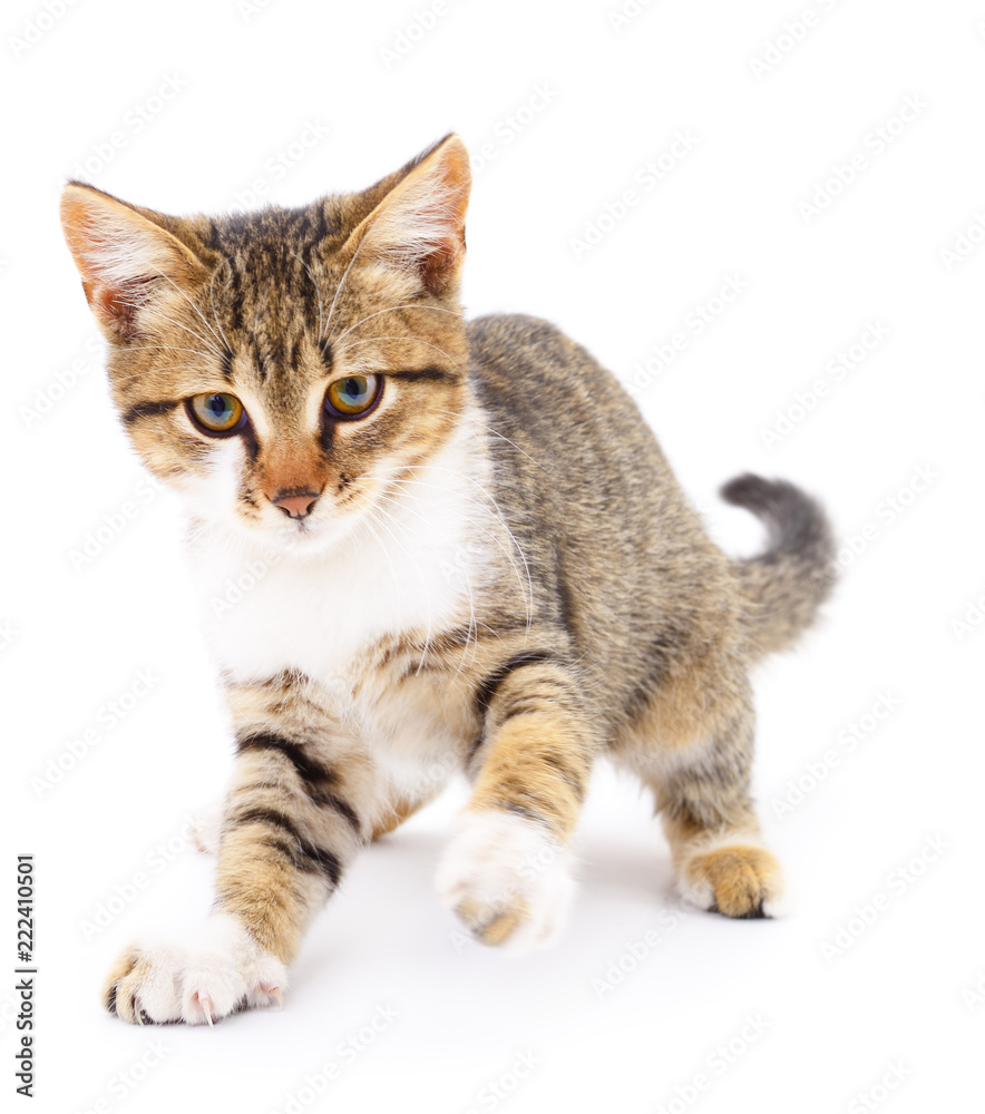 Small brown kitten. Small brown kitten.