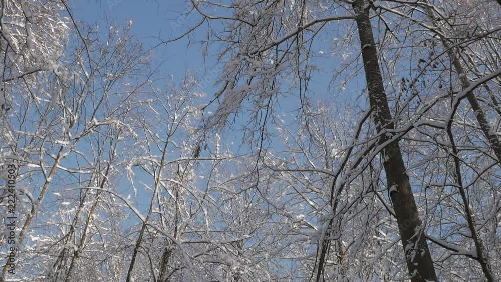 Tall trees in winter forest, branches covered with snow. Tilt up shot, low angle view. Tall trees in winter forest, branches covered with snow. Tilt up shot, low angle view.