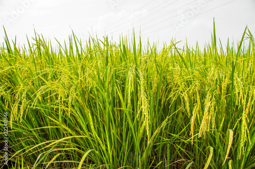 Rice, the main food of man Green rice