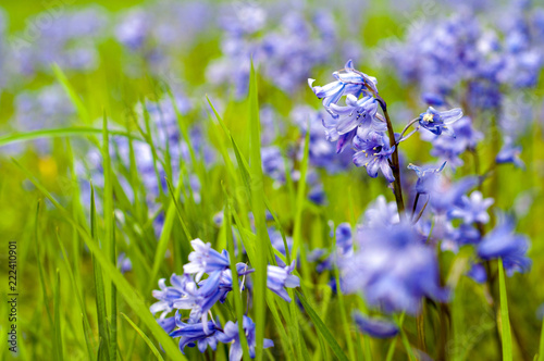 Beautiful Buebell flowers in BadBury Hill, UK