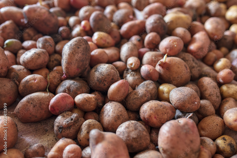 Potato harvest in the cellar as a background Potato harvest in the cellar as a background