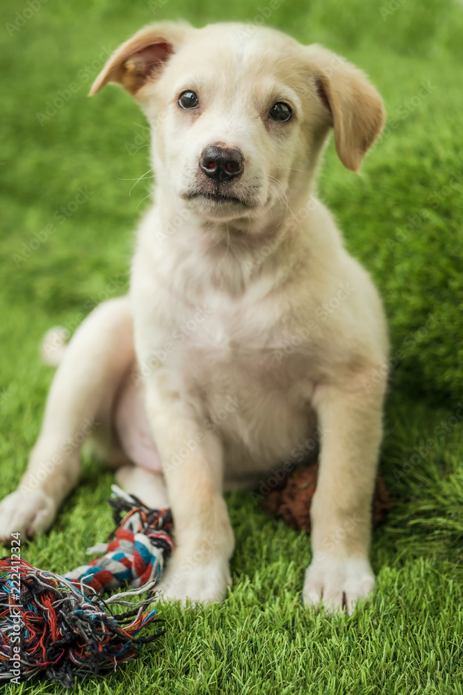 Portrait of Happy brown cute Labrador Retriever puppy with foliage bokeh background. Head shot of smile dog with colorful spring leaf Portrait of Happy brown cute Labrador Retriever puppy with foliage bokeh background. Head shot of smile dog with colorful spring leaf