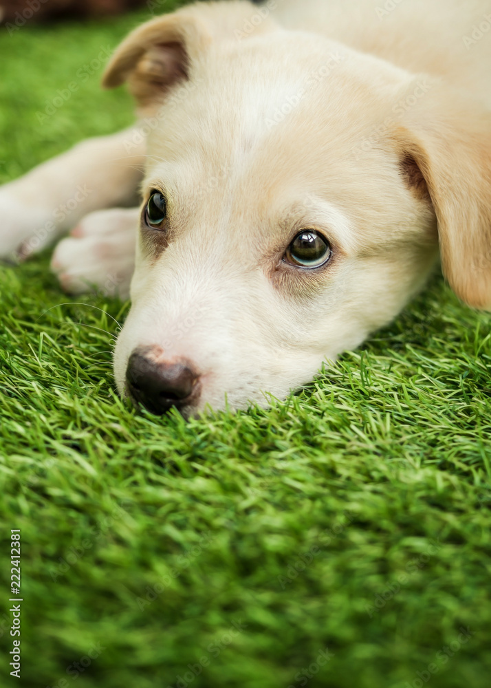 Portrait of Happy brown cute Labrador Retriever puppy with foliage bokeh background. Head shot of smile dog with colorful spring leaf Portrait of Happy brown cute Labrador Retriever puppy with foliage bokeh background. Head shot of smile dog with colorful spring leaf