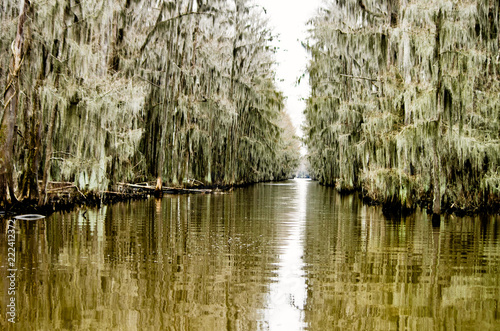 Swamp, cypress trees with moss on Caddo Lake in east Texas photo