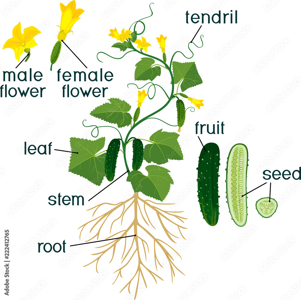 Parts of plant. Morphology of cucumber plant with fruits, flowers
