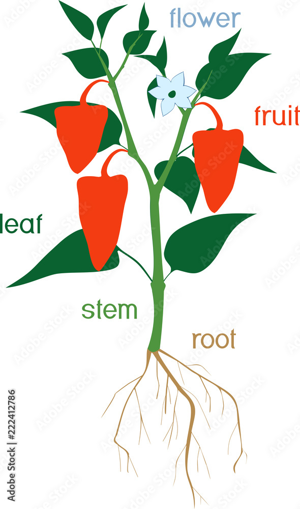 Parts of plant. Morphology of pepper plant with red fruits, flower