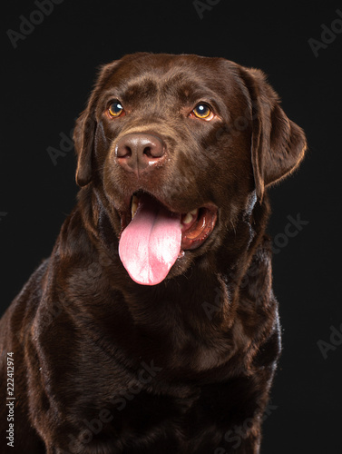 Labrador Dog on Isolated Black Background in studio