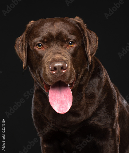 Labrador Dog on Isolated Black Background in studio