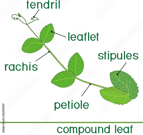 Structure of compound plant leaf with title. Green leaf of pea