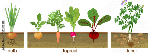 Three different types of root vegetables growing on vegetable patch. Plants showing root structure below ground level