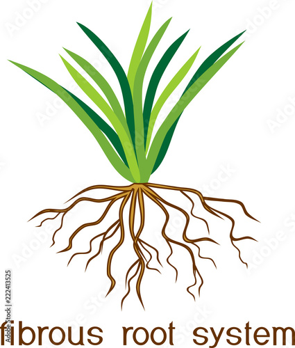 Herbaceous plant with fibrous root system