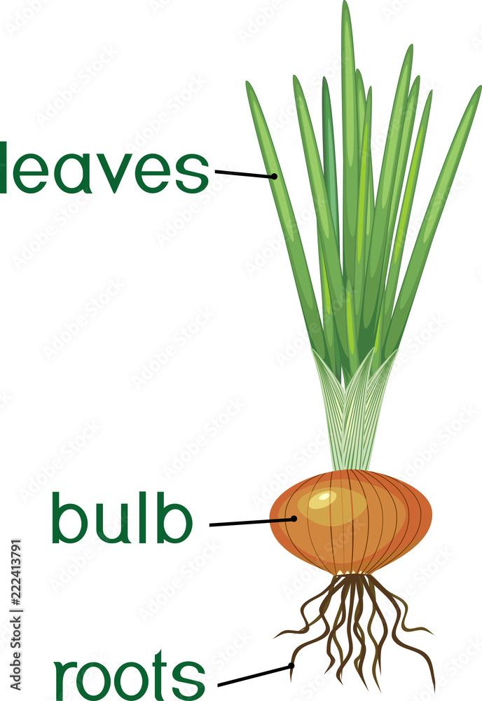 Vecteur Stock Parts of plant. Morphology of onion plant with green