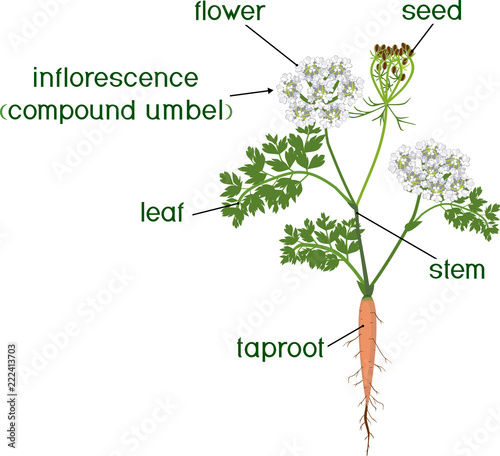 Parts of plant. Morphology of flowering carrot plant with green leaves, stem, taproot and titles