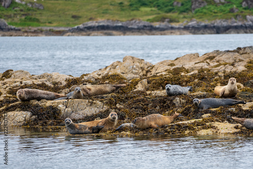 Seals resting on rocks on the shoreline of the Isle of Muck, a small island in the Inner Hebrides of Scotland