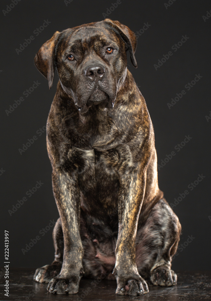 Boerboel Dog Isolated on Grey Background in studio Boerboel Dog Isolated on Grey Background in studio