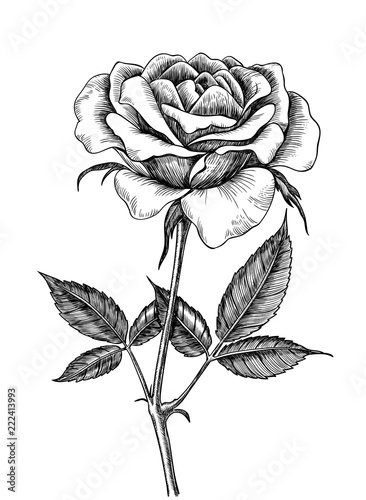 Hand drawn rose isolated on white background. Element for design.
