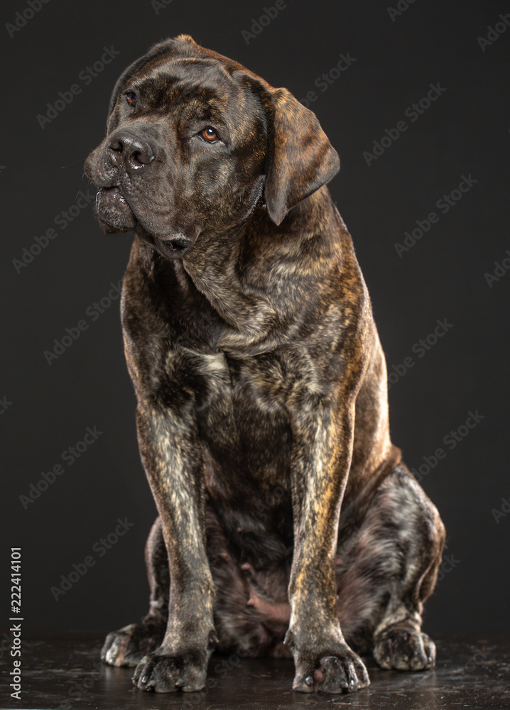 Boerboel Dog  Isolated  on Grey Background in studio