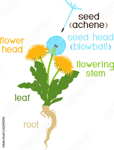 Fototapeta Naklejka Na Ścianę i Meble -  Parts of plant. Morphology of dandelion with leaves, flowers, root and titles