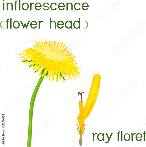 Structure of dandelion inflorescence and flower with titles