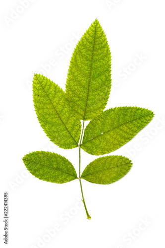 Collection of leaves isolated on a white background