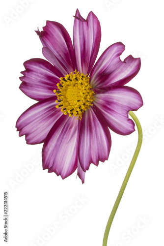 cosmos flower isolated