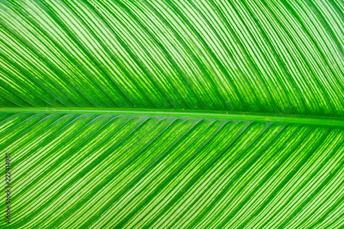 Close-up green leaf in garden  Green leaf texture and background