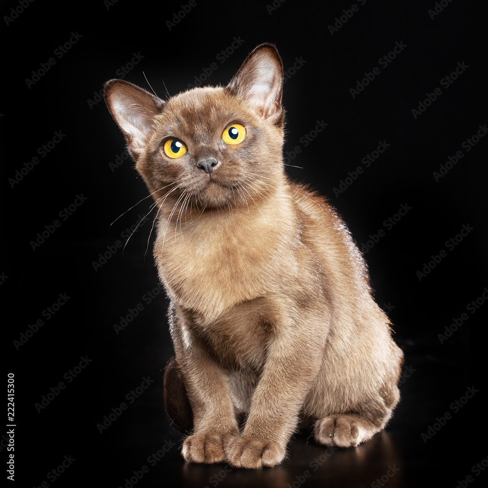 Burmese cat isolated on Black Background in studio