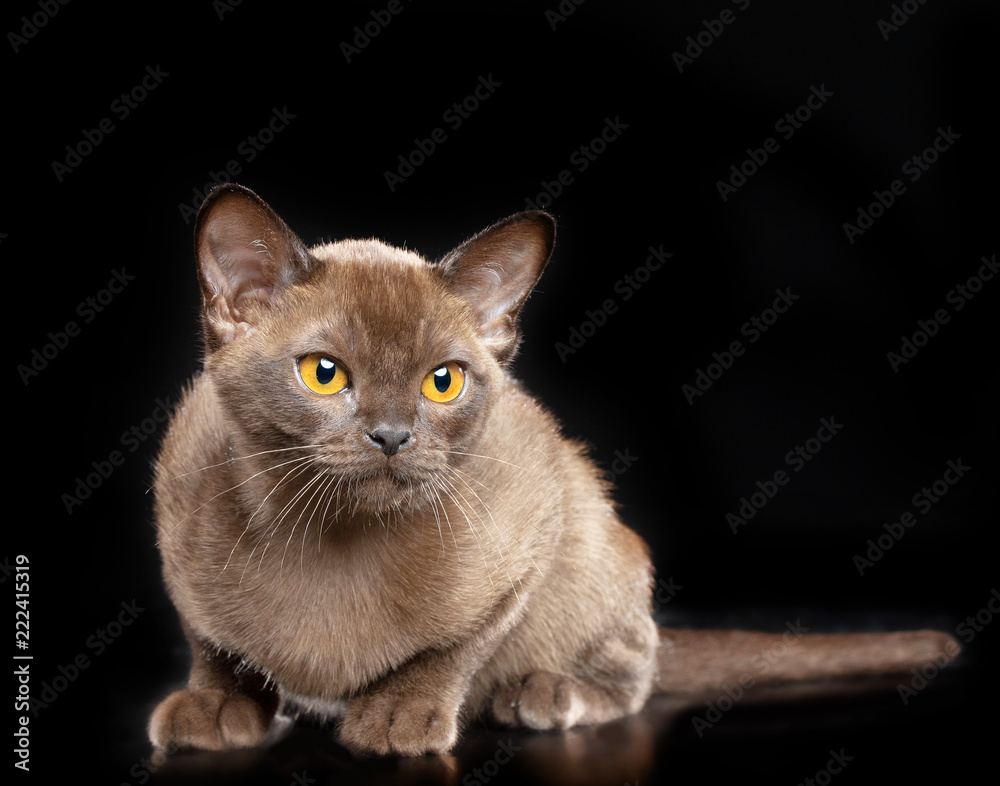 Burmese cat isolated on Black Background in studio Burmese cat isolated on Black Background in studio