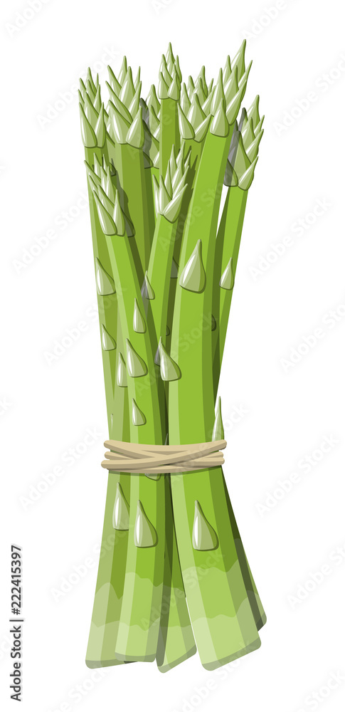 Obraz premium Asparagus vegetable stem isolated on white.