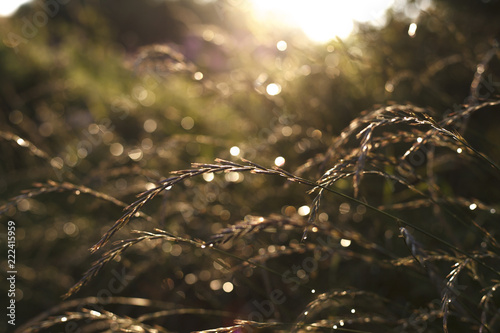 Grass at sunset. Raindrops on the grass