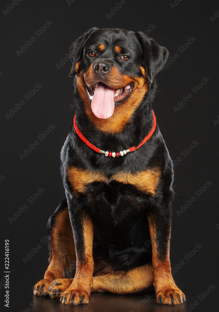 Rottweiler Dog Isolated on Black Background in studio Rottweiler Dog Isolated on Black Background in studio