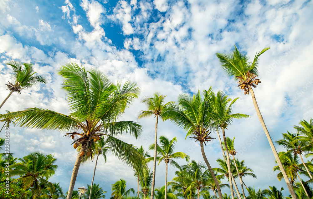 Palm trees on the sky background