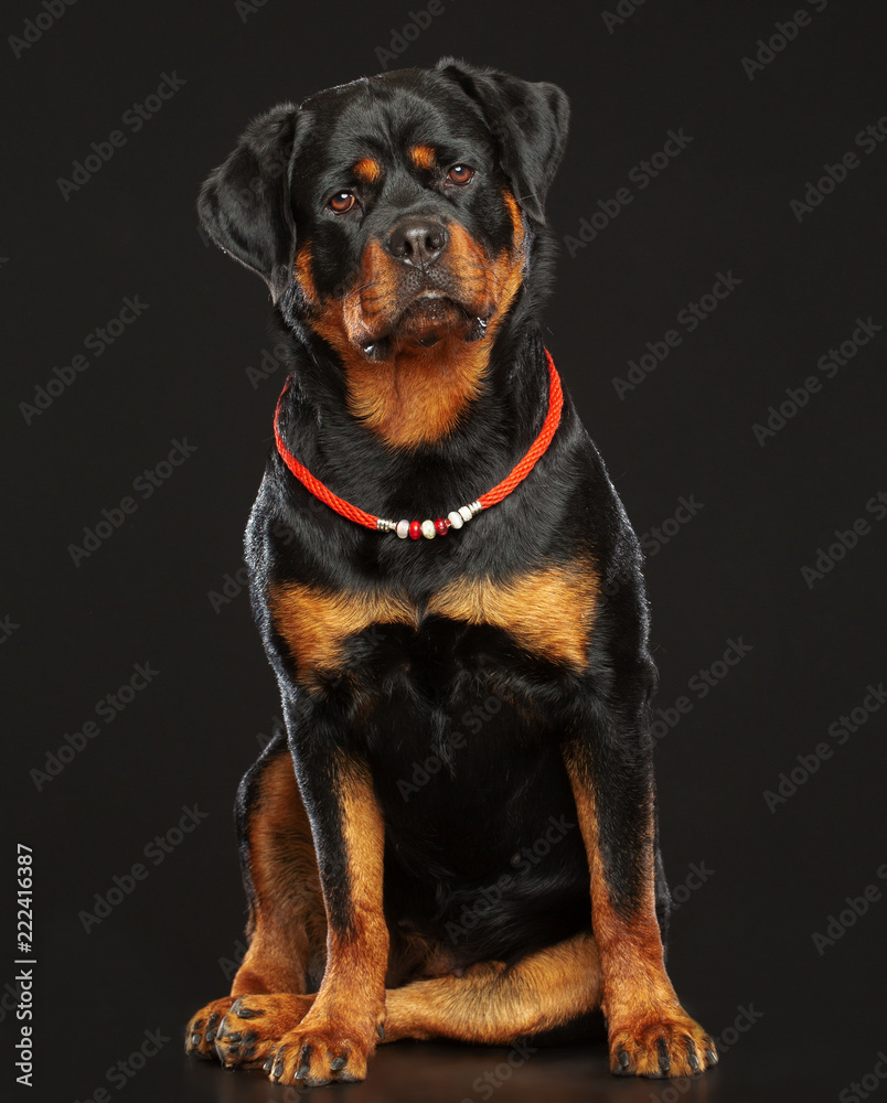 Rottweiler Dog  Isolated  on Black Background in studio