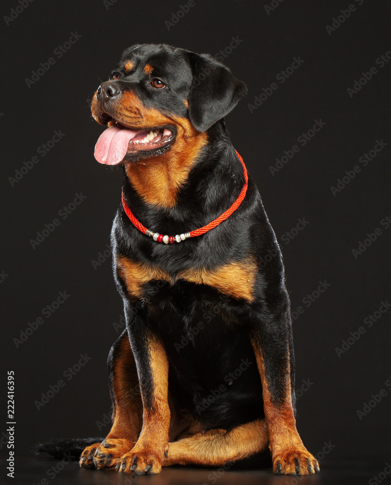 Rottweiler Dog Isolated on Black Background in studio Rottweiler Dog Isolated on Black Background in studio