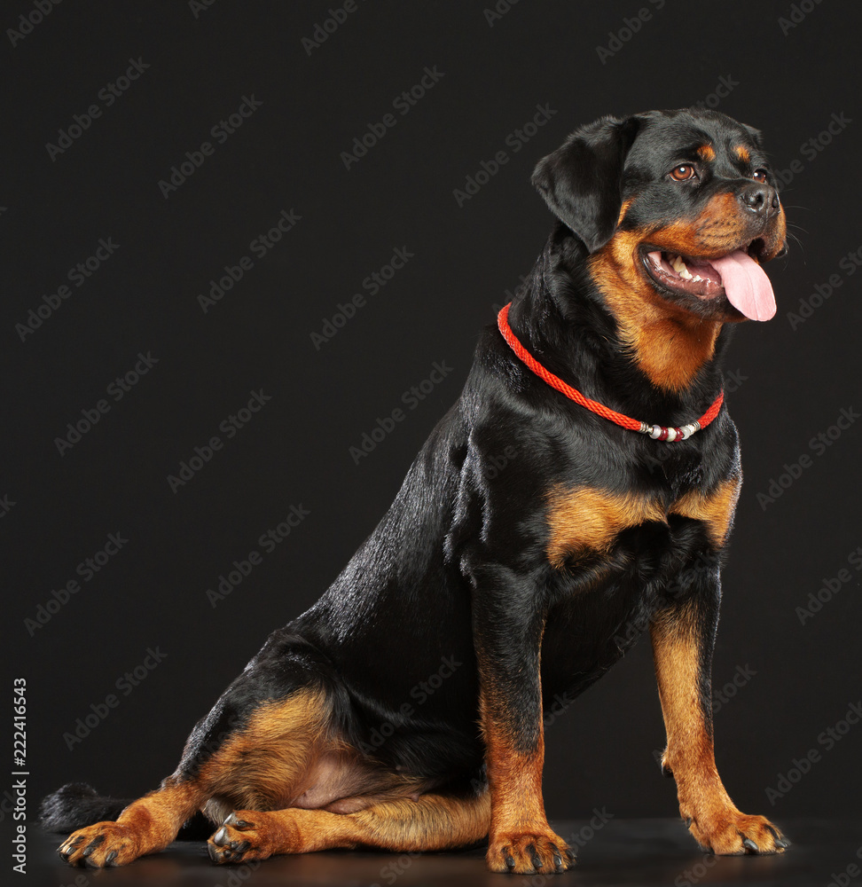 Rottweiler Dog Isolated on Black Background in studio Rottweiler Dog Isolated on Black Background in studio