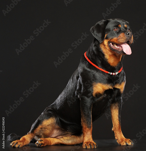 Rottweiler Dog Isolated on Black Background in studio